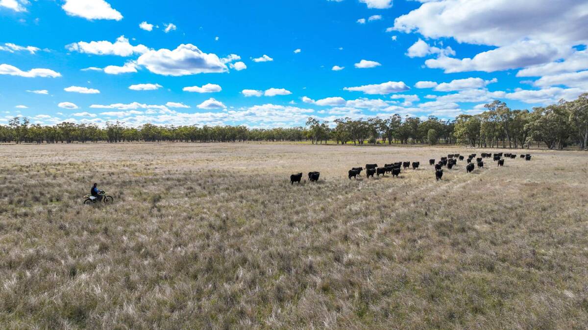 The property is divided into 13 main paddocks plus holding paddocks. Picture supplied