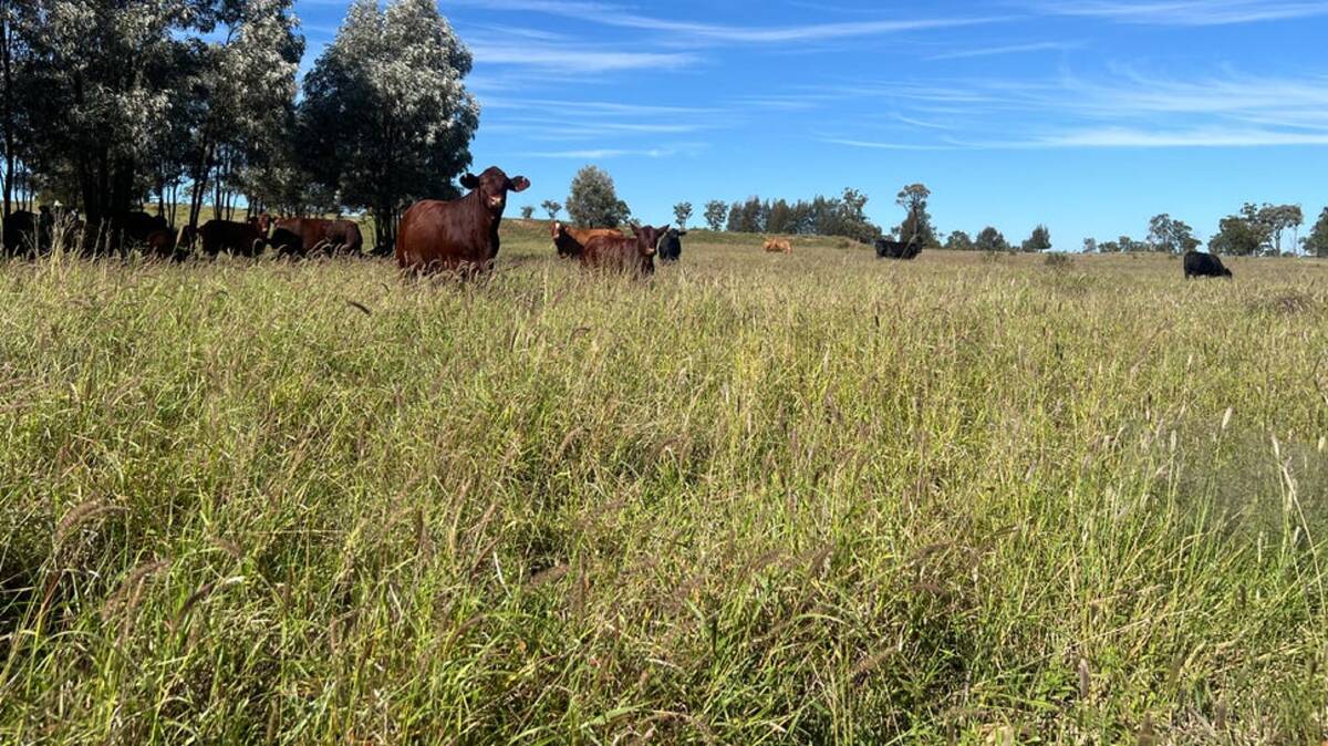Wandoan cattle property Sundown remains on the market after being passed in at auction. Picture supplied