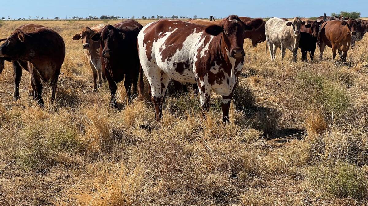 Moonya is estimated to run 800 cattle. Picture supplied 
