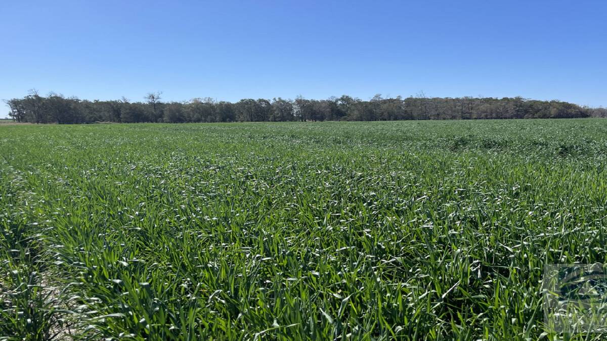 Prized Billa Billa grain growing property East Gleneast has sold before its scheduled auction.