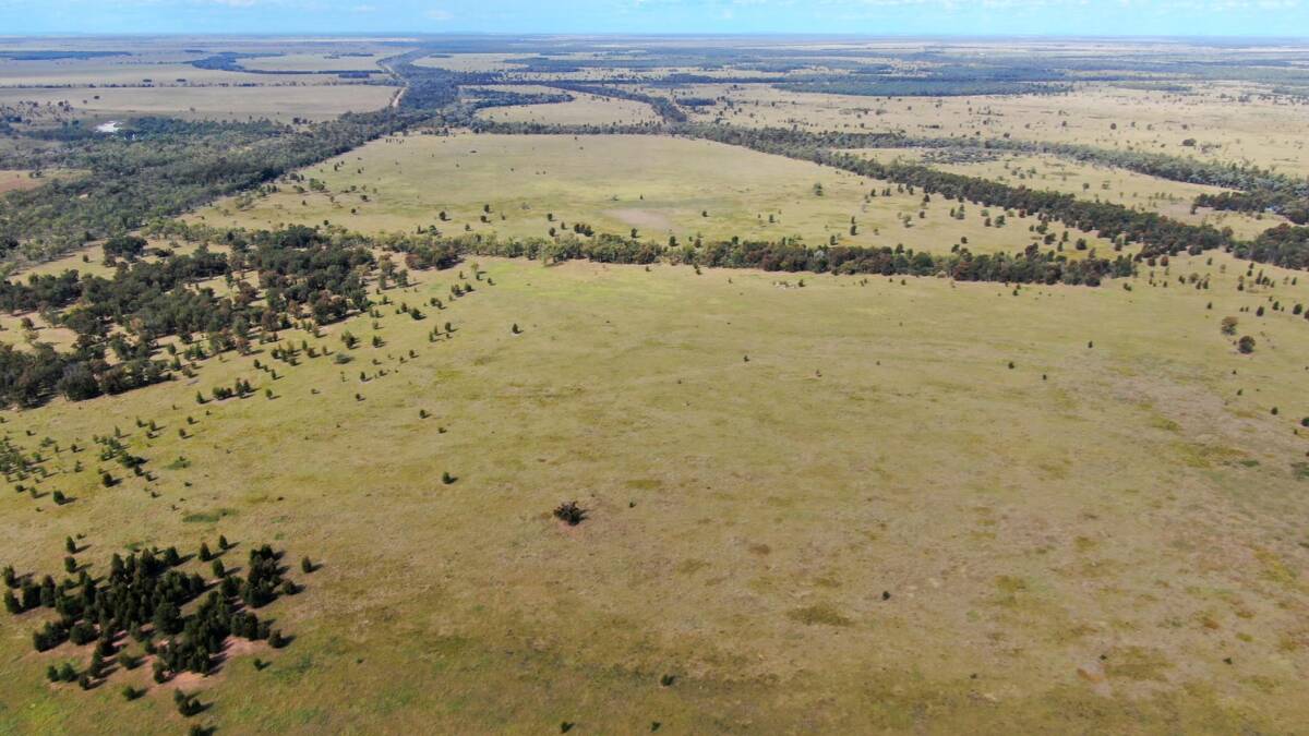 Destocked property Noondoomally is being presented with an excellent body of feed and early access for the buyer. Picture supplied