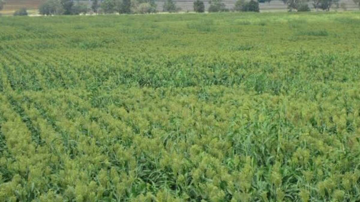 Shattercane is described as an "off-type" of sorghum, which growers argue outcompetes growing sorghum. Picture - supplied
