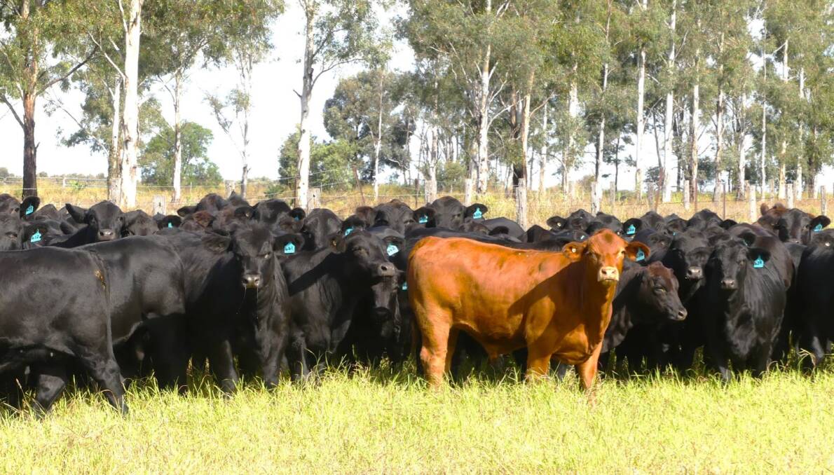 Moriah is an opportunity to run 400 adult cattle equivalents on 986 hectares of superb Condamine River country. Picture supplied