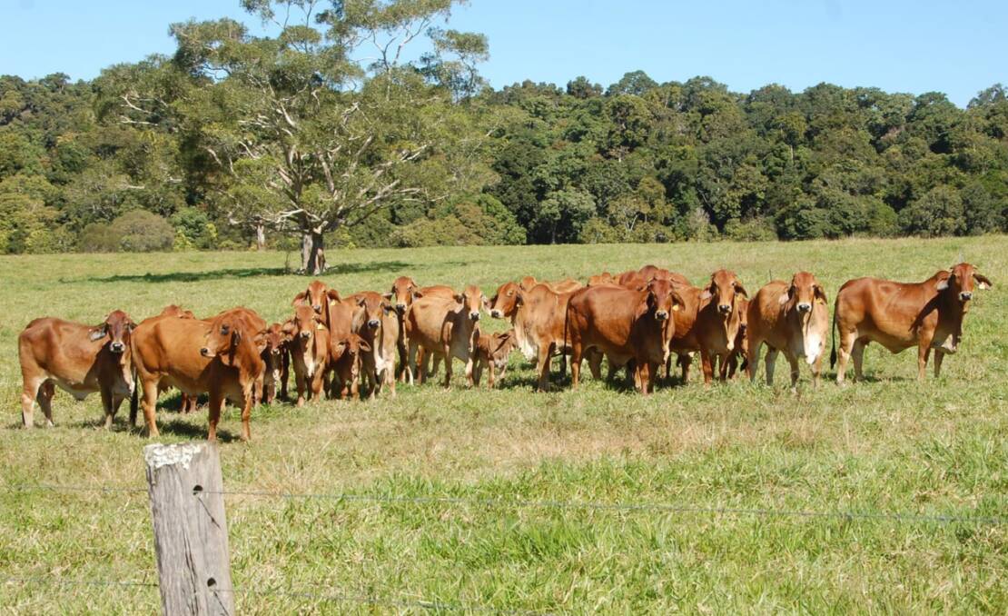 The property is estimated to run up to 200 cattle. Picture supplied