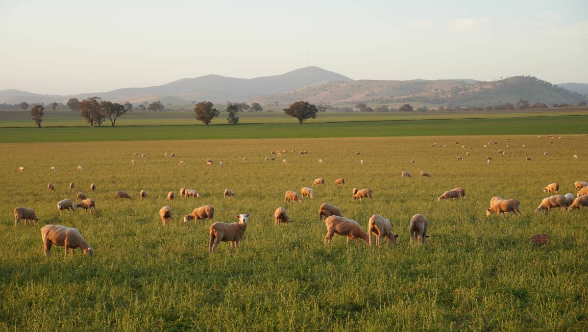 In addition to the cropping land, about 5500 performance measured Merino ewes have been run. Picture supplied