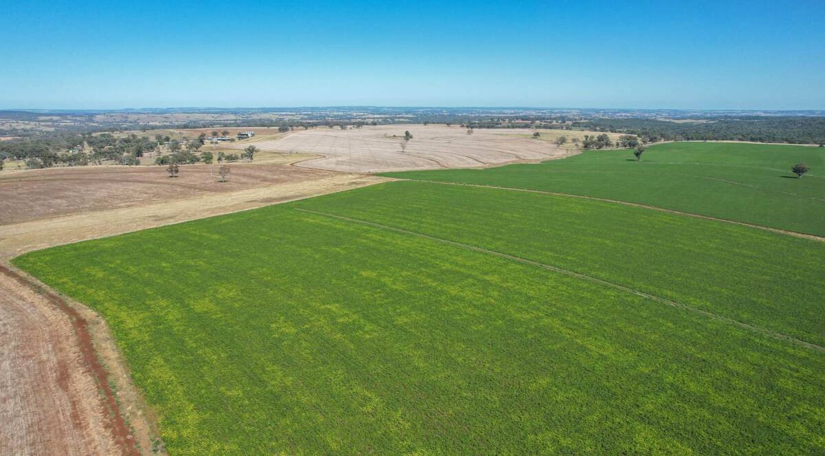 Pindaroi Station is a productive 4790 acre Inverell, NSW, property capable of running 700 breeders in addition to farming. Picture supplied
