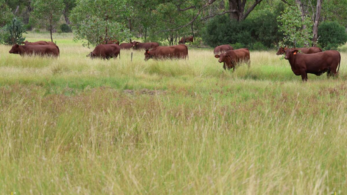 Bundoo: Developed Chareville country with buffel grass | Farm Online ...