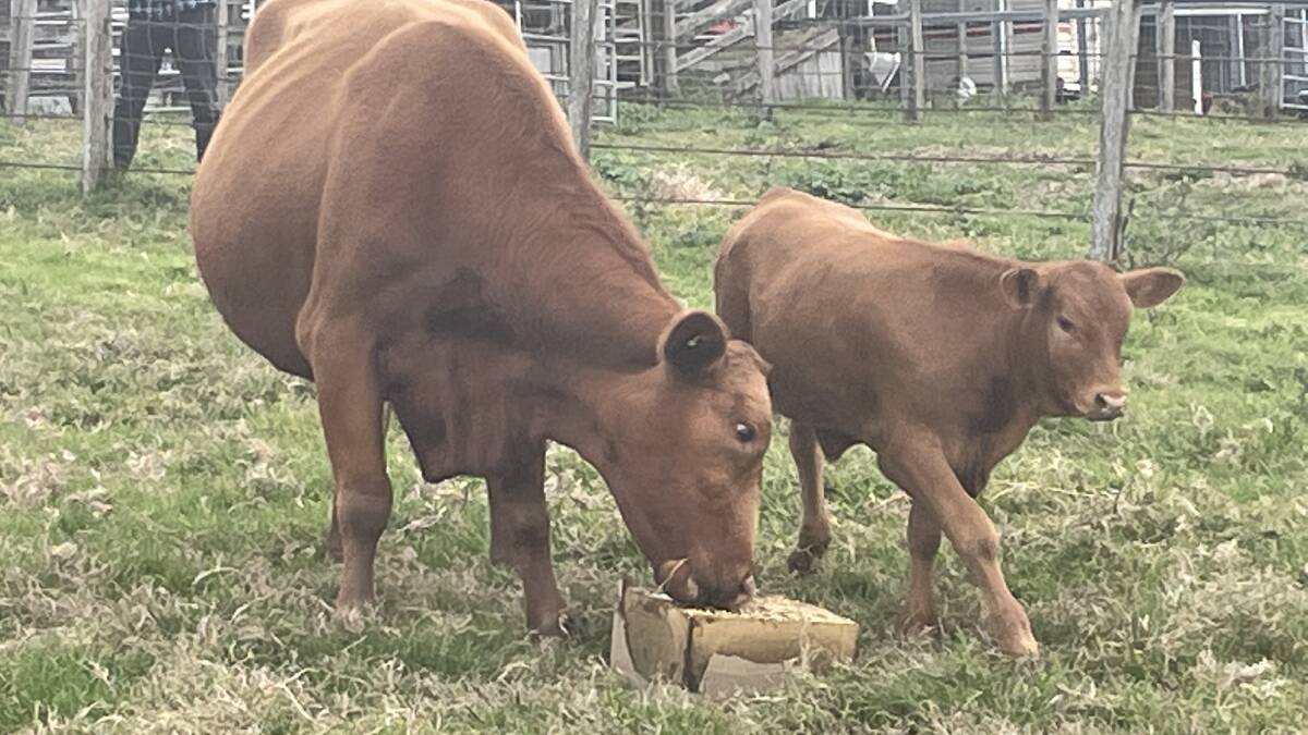 Medicated molasses blocks are set to play a key role in the reduction of methane from livestock in pastoral operations.