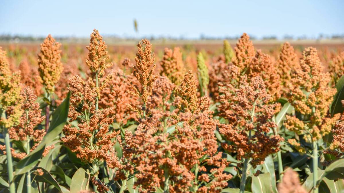 An appeal has been lodged in the High Court in a case involving the alleged contamination of sorghum with seed from the weed shattercane. Picture - supplied