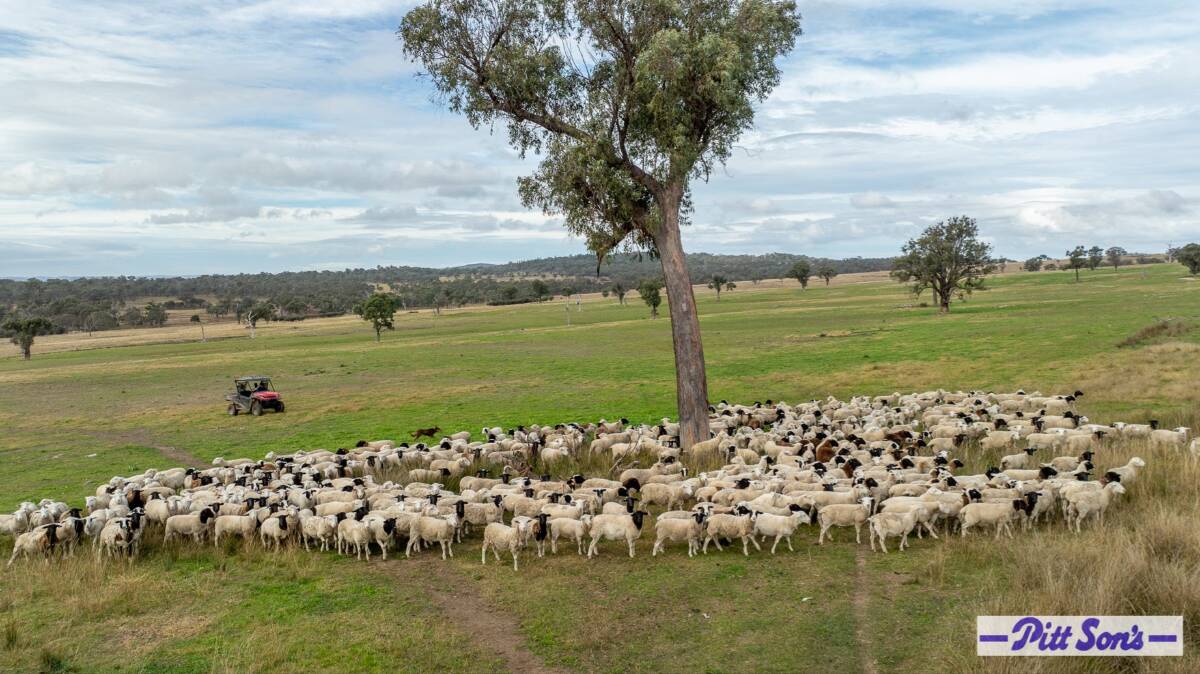 Under the current management system 5000 Dorper ewes are run on an eight-month cycle, with all of the lambs finished on pasture and grain. Picture supplied