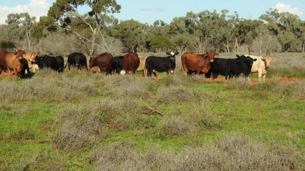 Exclusion fenced property Mulga Downs has an estimated carrying capacity of 1400 adult cattle equivalents or 12,000 sheep. Picture supplied